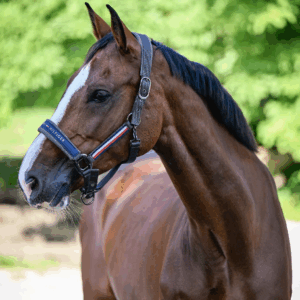 Lincoln Halter PINE