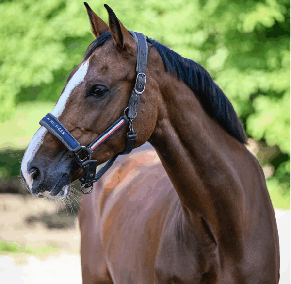 Lincoln Halter PINE
